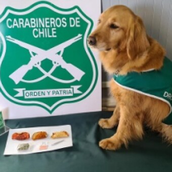 tehuelche noticias: Carabineros del O.S.7 apoyados por &ldquo;Dala&rdquo;, detect&oacute; marihuana elaborada y hongos alucin&oacute;genos en aeropuerto Balmaceda