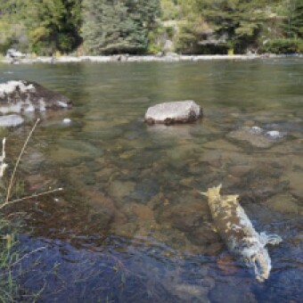 tehuelche noticias: El salm&oacute;n Chinook moviliza nutrientes mar&iacute;timos hacia lo r&iacute;os afectando arroyos patag&oacute;nicos
