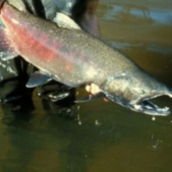 tehuelche noticias: Sernapesca Ays&eacute;n anunci&oacute; el inicio de la veda biol&oacute;gica del salm&oacute;n chinook