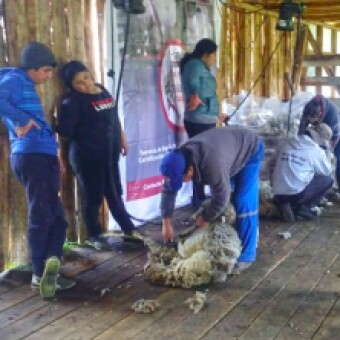 tehuelche noticias: Nodo Exportaci&oacute;n de Lanas afianza   producci&oacute;n, calidad y asociatividad en Ays&eacute;n