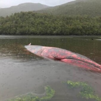 tehuelche noticias: In&eacute;dito registro de ataque de orcas a un grupo de ballenas Sei en Estero But&aacute;n