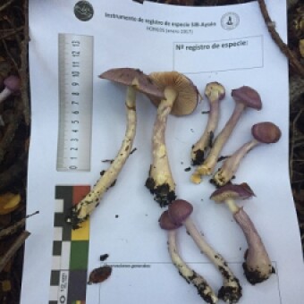 tehuelche noticias: Durante m&aacute;s de tres a&ntilde;os diversas investigaciones participativas sobre biodiversidad se levantaron por el Laboratorio Abierto de Ciencias Subant&aacute;rticas en la regi&oacute;n de Ays&eacute;n