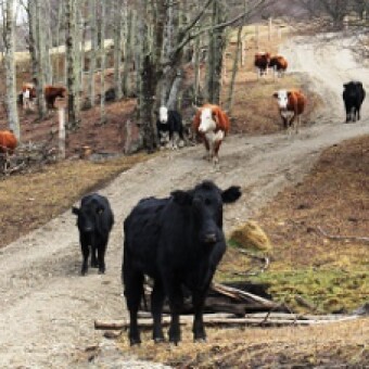 tehuelche noticias: Consejeros destacan incidencia de caminos intraprediales en la diversificaci&oacute;n productiva de Ays&eacute;n