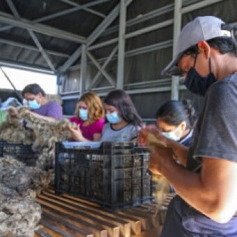 tehuelche noticias: Nodo Exportaci&oacute;n de Lanas Ays&eacute;n da pasos  firmes para reforzar producci&oacute;n y venta de lana