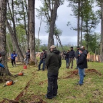 tehuelche noticias: Programa forestal aprobado por el CORE Ays&eacute;n  apoyar&aacute; producci&oacute;n de le&ntilde;a y madera de calidad