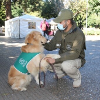 tehuelche noticias: Gazu: el can de Carabineros del O.S.7 que se suma al combate del tr&aacute;fico de drogas en Ays&eacute;n