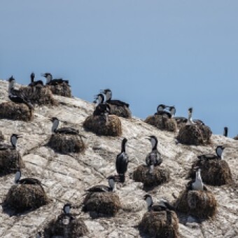 tehuelche noticias: Realizan exitosa campa&ntilde;a de monitoreo ambiental en &Aacute;rea Marina Costera Protegida Pitipalena -A&ntilde;ihue en la Regi&oacute;n de Ays&eacute;n