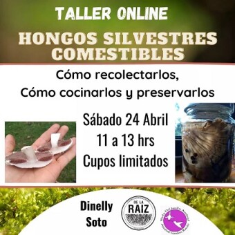 tehuelche noticias: Hongos silvestres comestibles y cocina vegana se unen en taller online