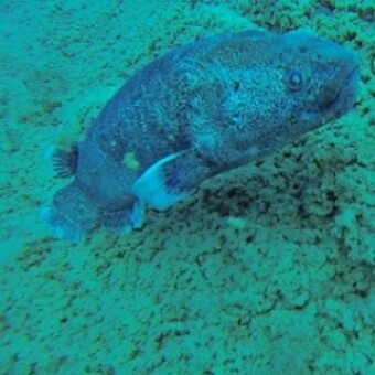tehuelche noticias: Lago Cochrane ser&iacute;a uno de los m&aacute;s transparentes del mundo