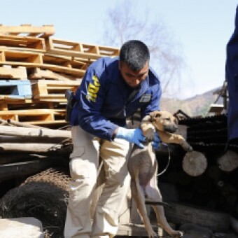 tehuelche noticias: Realizan llamado a denunciar el maltrato animal y mantener una tenencia responsable