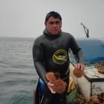 tehuelche noticias: Pescadores Artesanales: &ldquo;Con la rebaja de la cuota de extracci&oacute;n de erizo solo tenemos trabajo para un par de meses&rdquo;