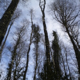 tehuelche noticias: NOTHOPACK: Primer simulador de crecimiento para bosques de roble, raul&iacute; y coihue disponible para la comunidad