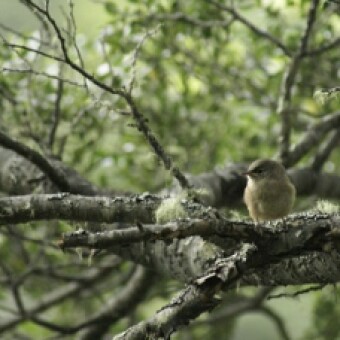 tehuelche noticias: Terapias de inmersi&oacute;n sensorial basadas en la naturaleza proporcionan mecanismos para manejar el estr&eacute;s y aumentar la resiliencia psicol&oacute;gica